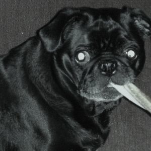 Meet your Posher, Winston